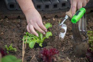 Hands of a man planting vegetables in an organic farm.