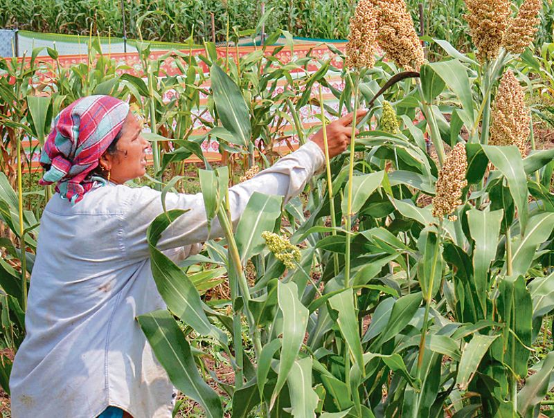 Internation year of millets women harvesting millets