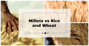 Cover image of millets vs rice and wheat