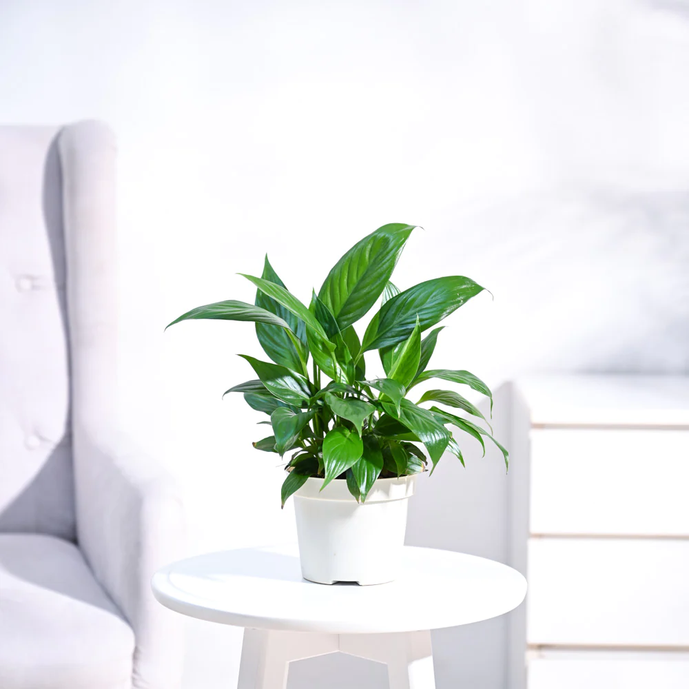 Peace Lilly plant from Ugaoo